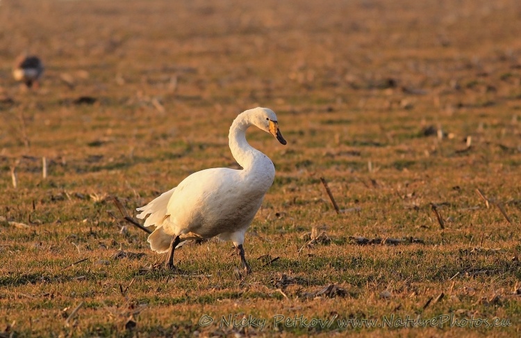 WildLife Photos of Birds, Geese, Ducks & others, Whooper Swan, Cygnus cygnus